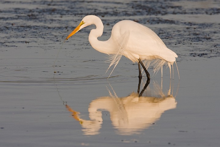 Silberreiher Ardea alba Great White Egret